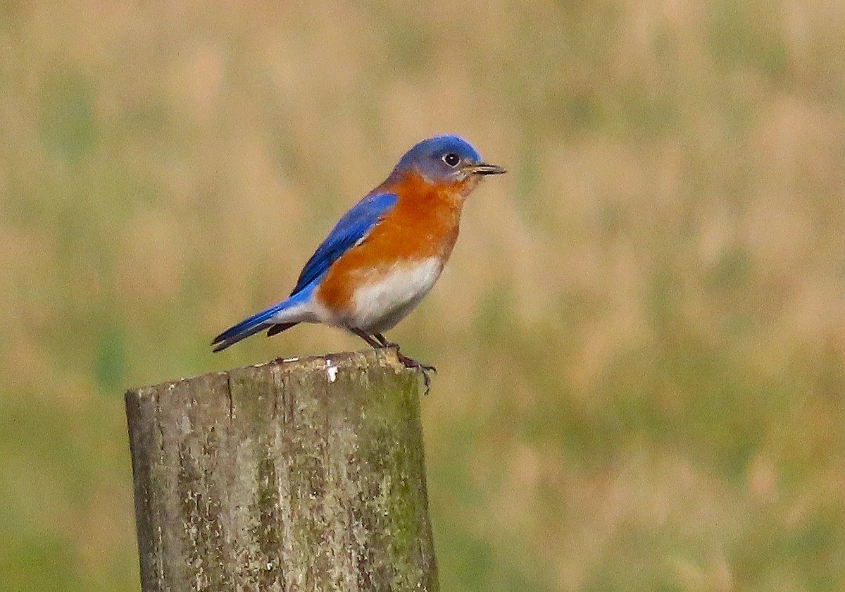 Eastern Bluebird - ML630451595