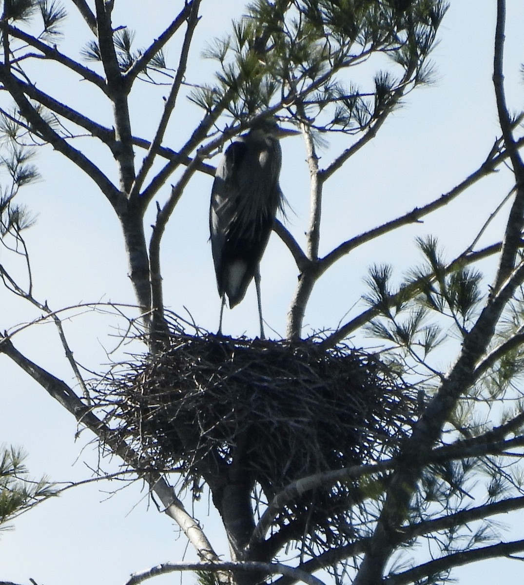 Great Blue Heron - ML630451803
