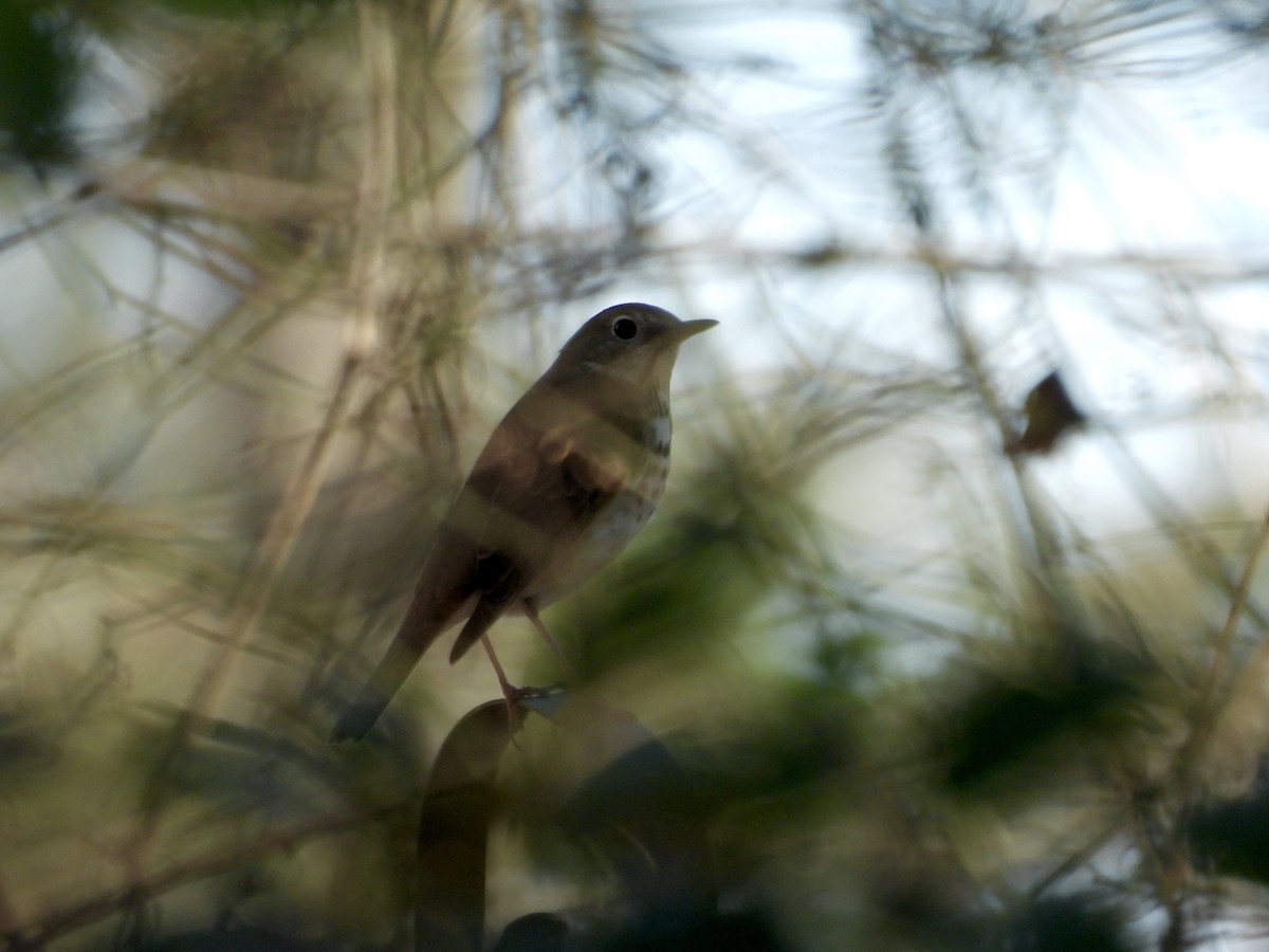 Hermit Thrush - ML630451836