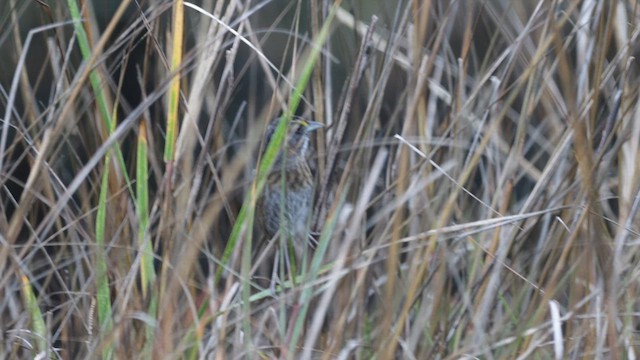 Seaside Sparrow - ML630451999