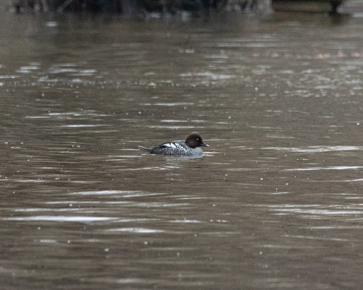 Common Goldeneye - Daniel Rubianto