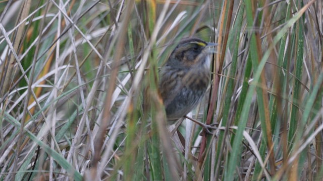 Seaside Sparrow - ML630452041