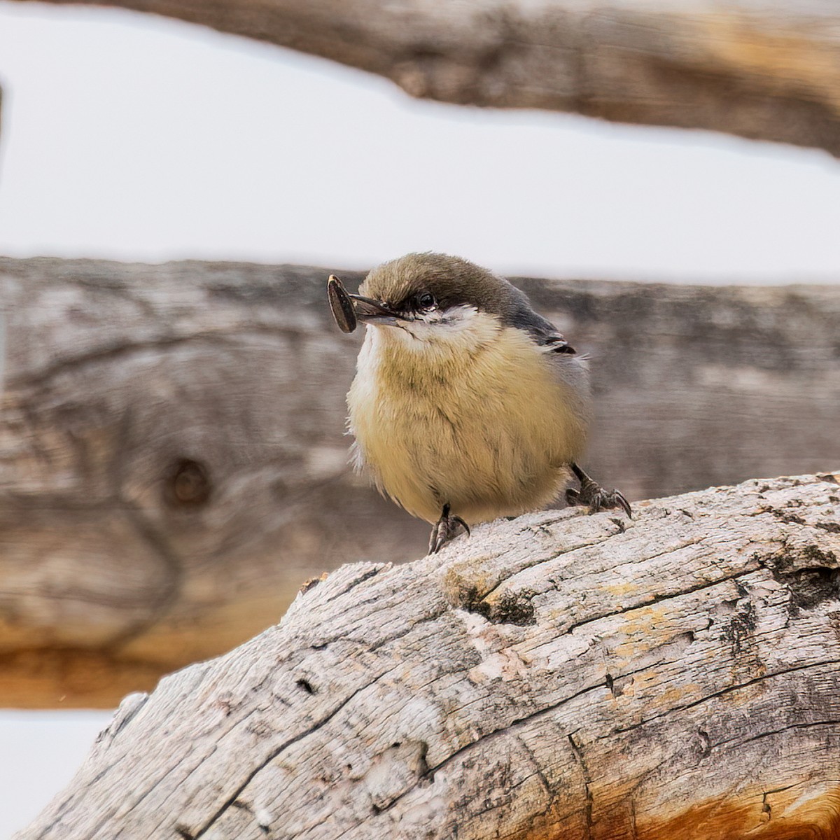 Pygmy Nuthatch - ML630452134