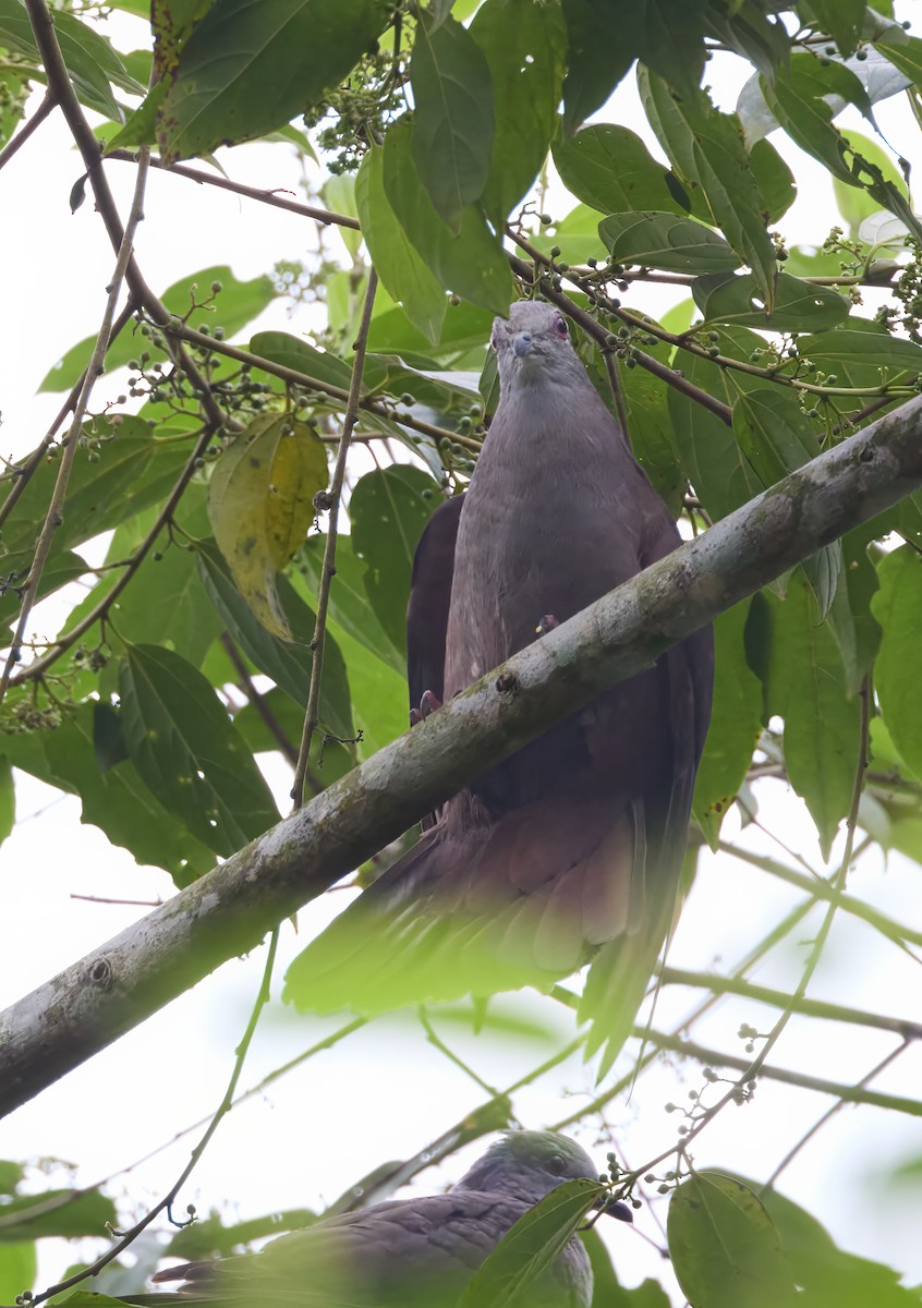 Dusky Pigeon - ML630452550