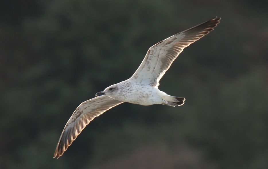 Kelp Gull - Javi Jiménez