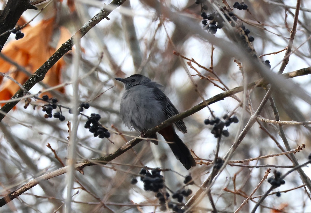 Gray Catbird - ML630452645