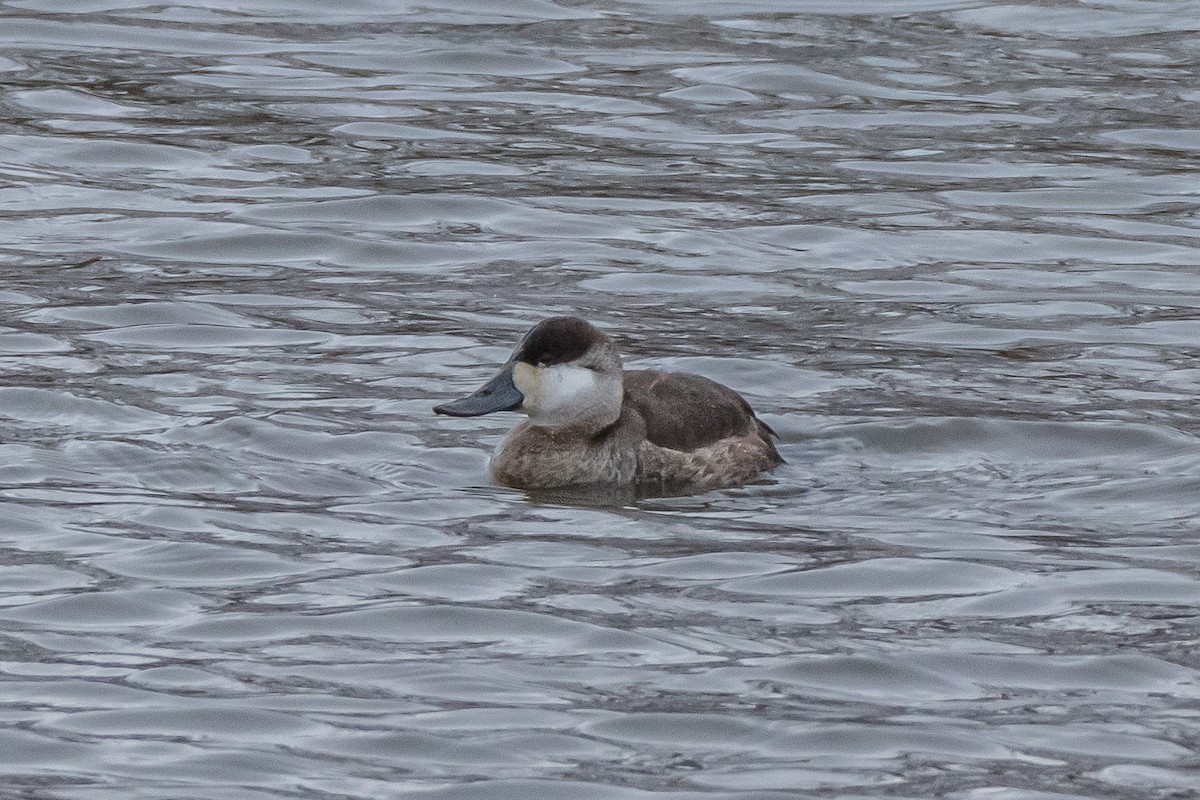 Ruddy Duck - ML630452655