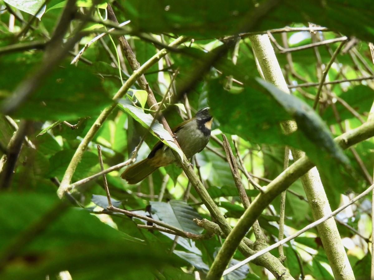 Buff-throated Saltator - ML630452784