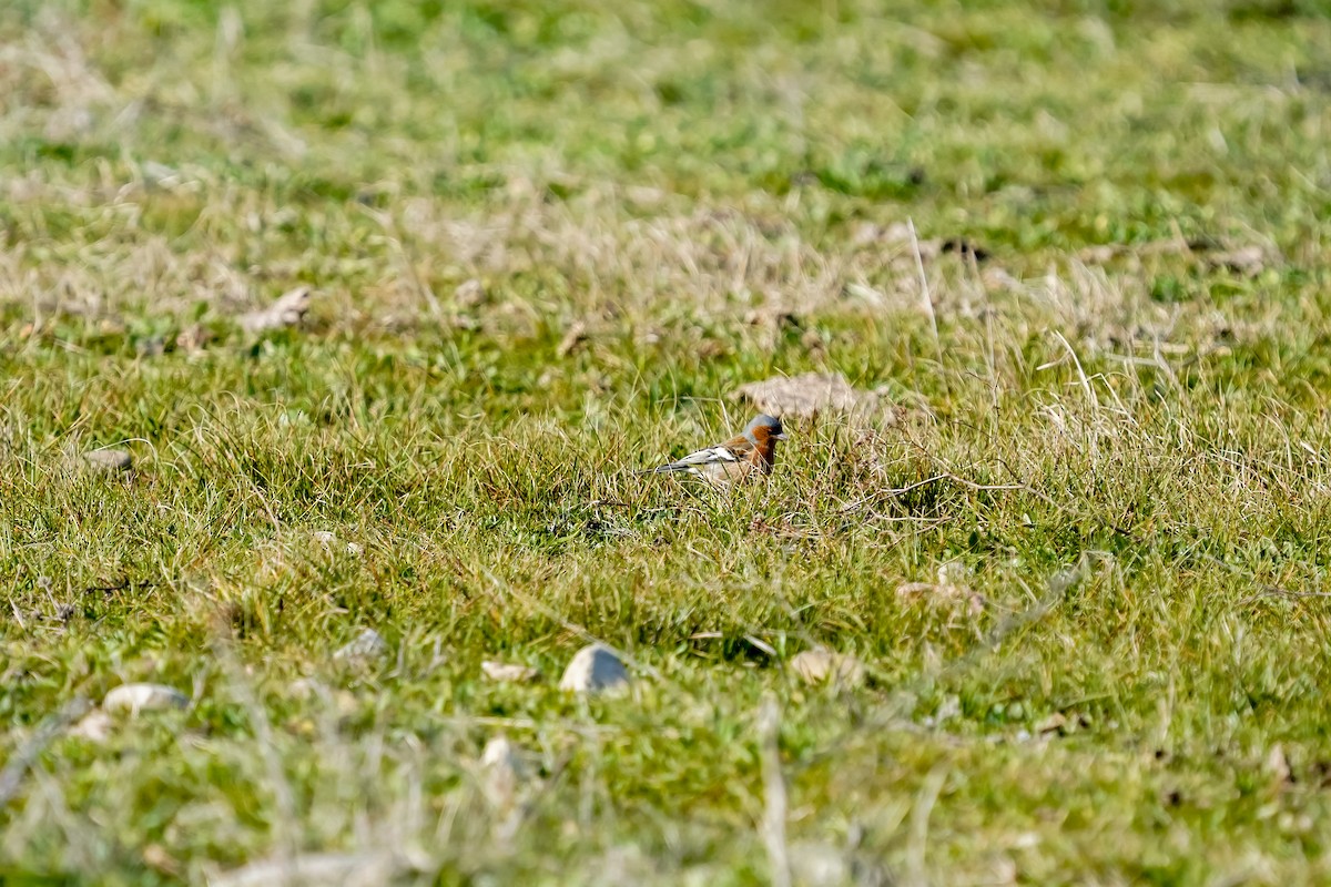 Pinzón Vulgar - ML630453148