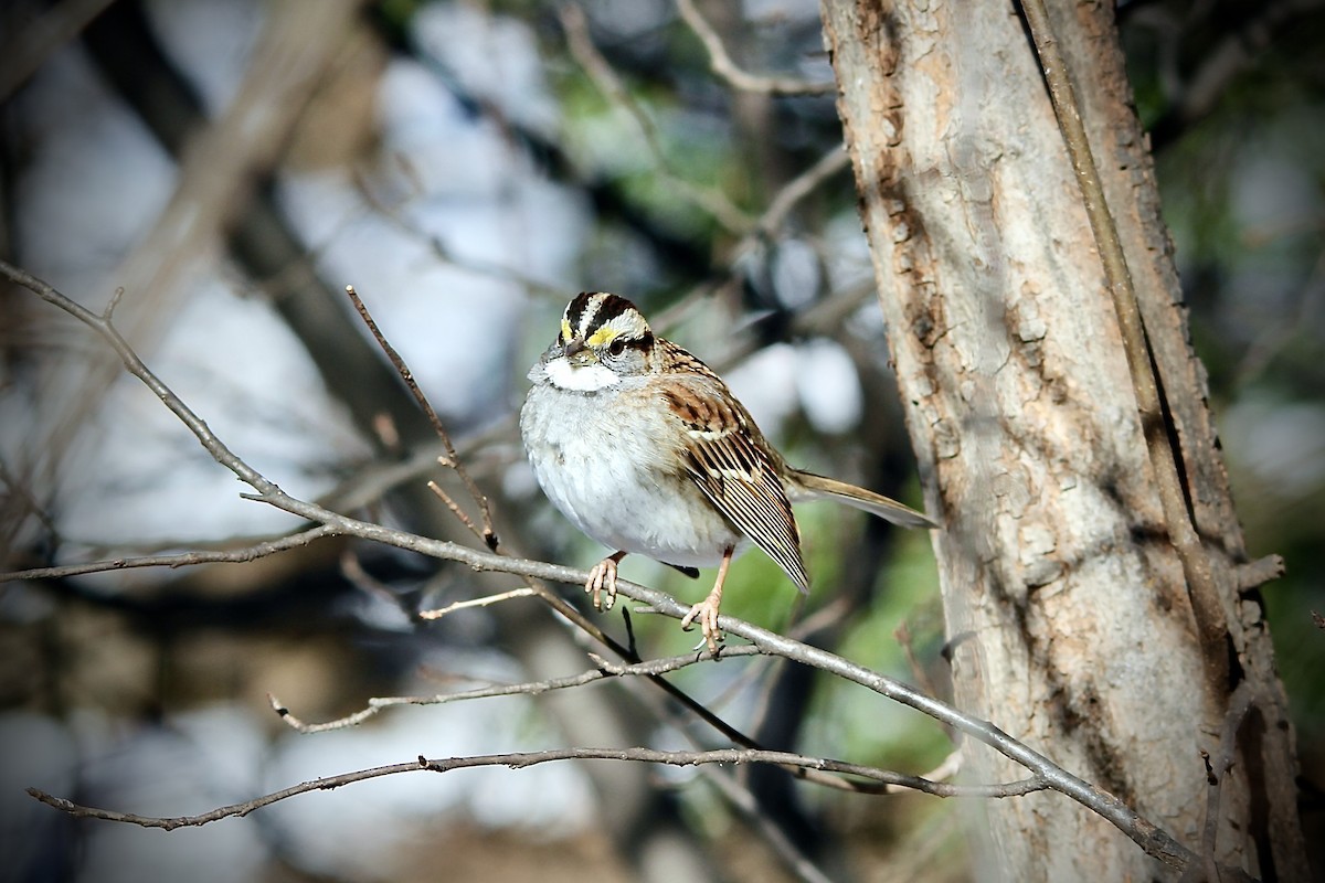 White-throated Sparrow - ML630453548