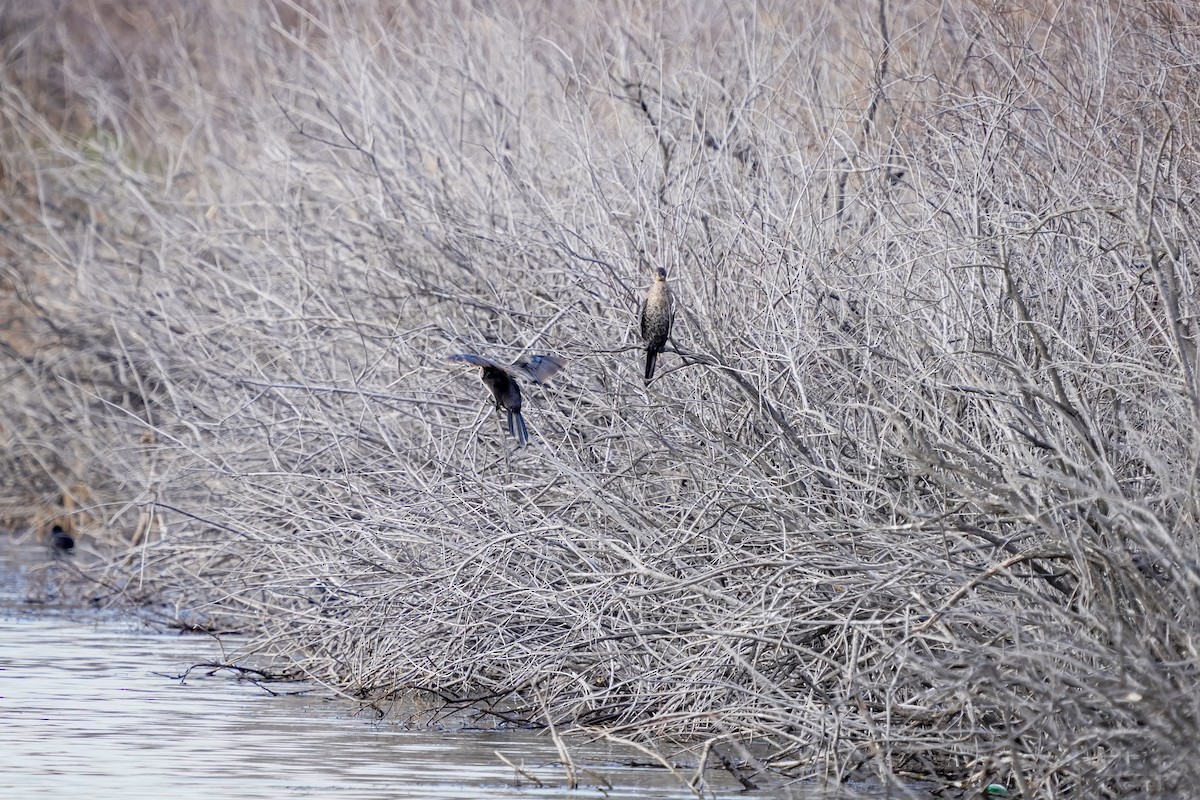 Cormorán Pigmeo - ML630453574
