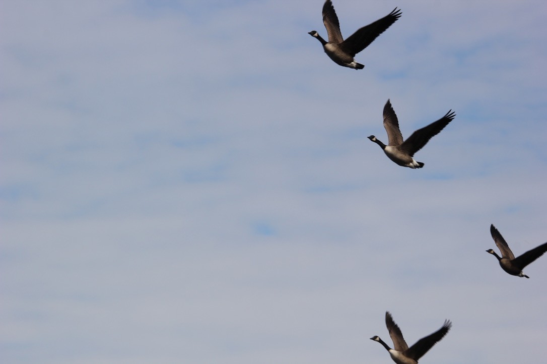Canada Goose - ML630453671