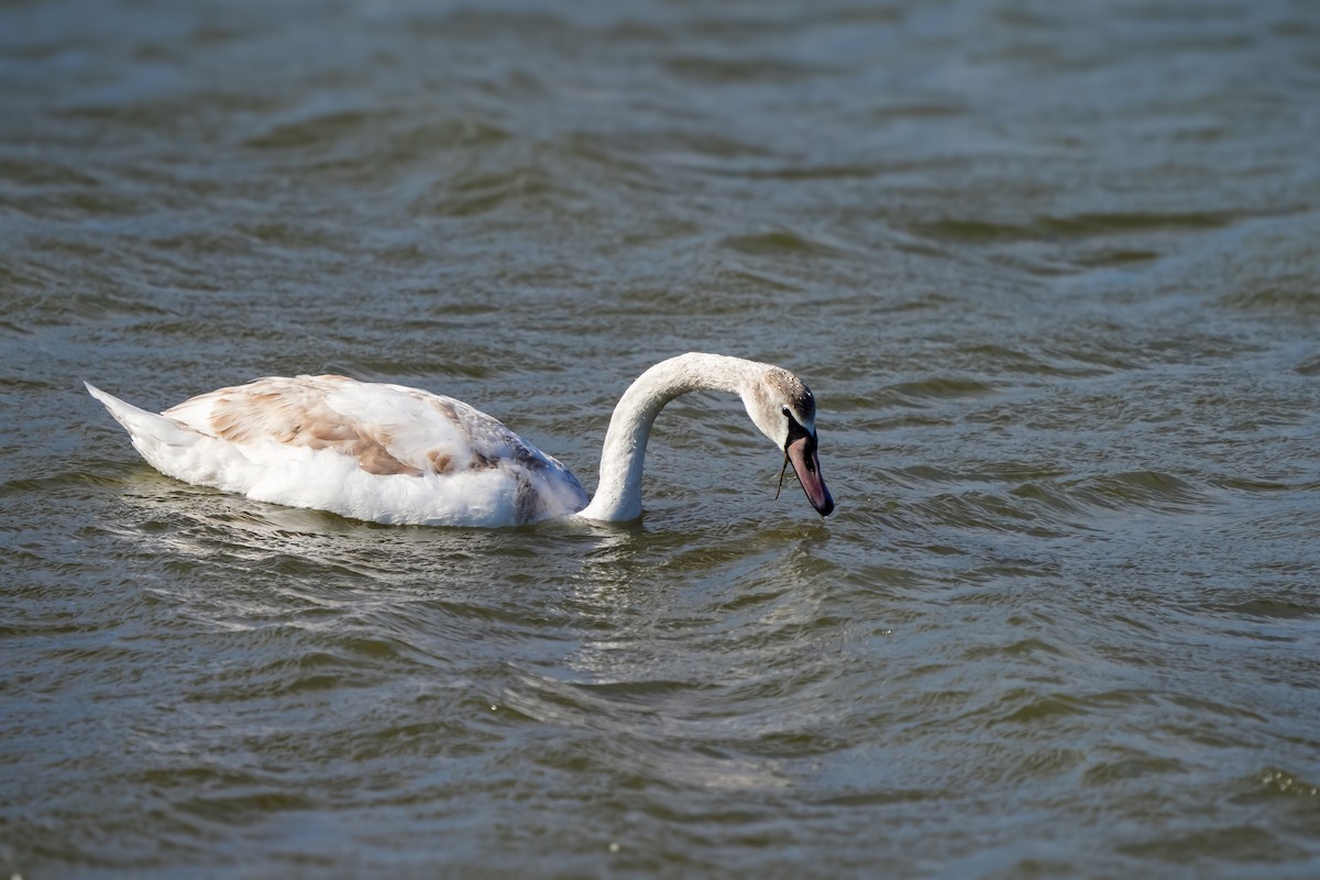Cisne Vulgar - ML630453704