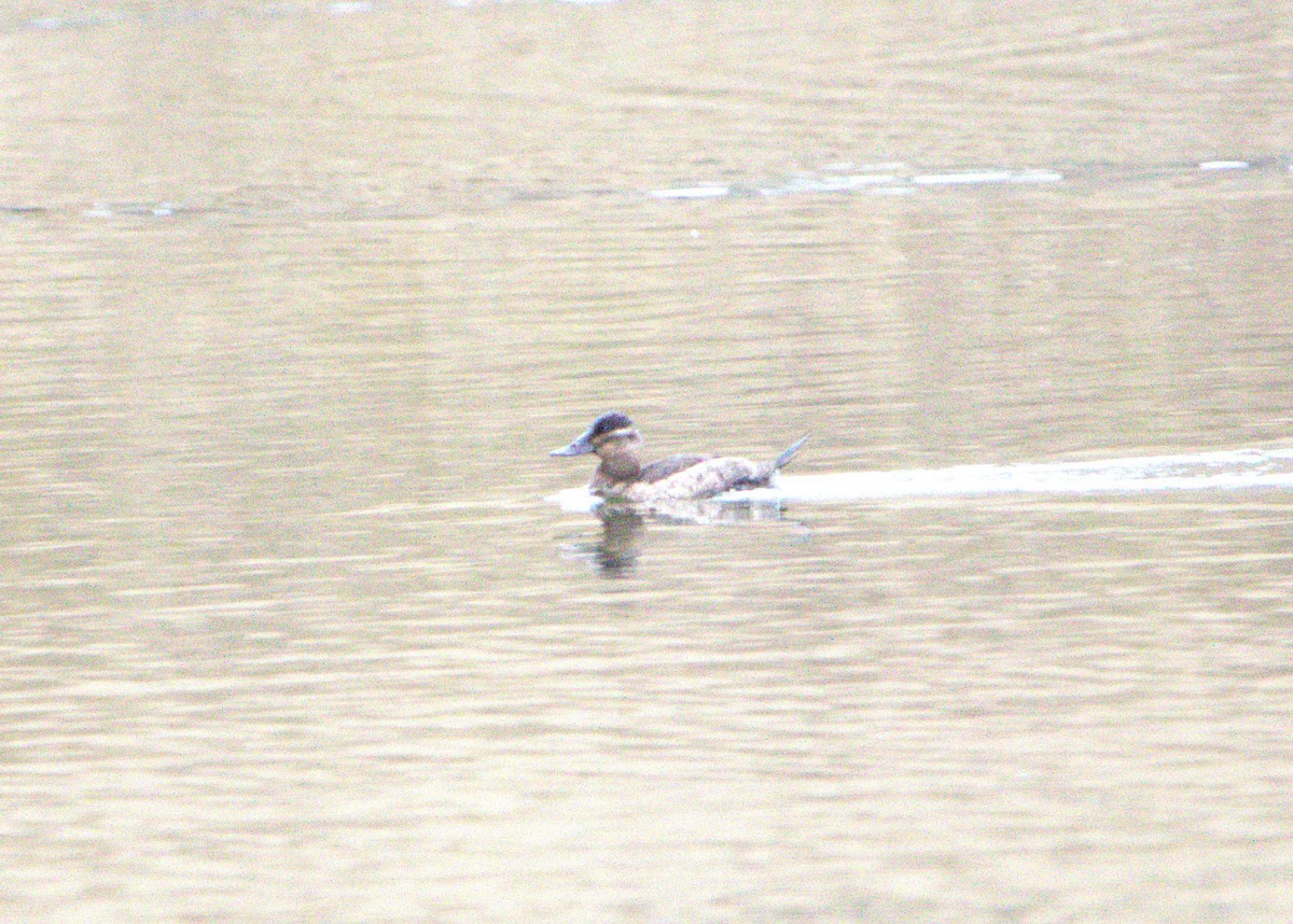 Ruddy Duck - ML630453761