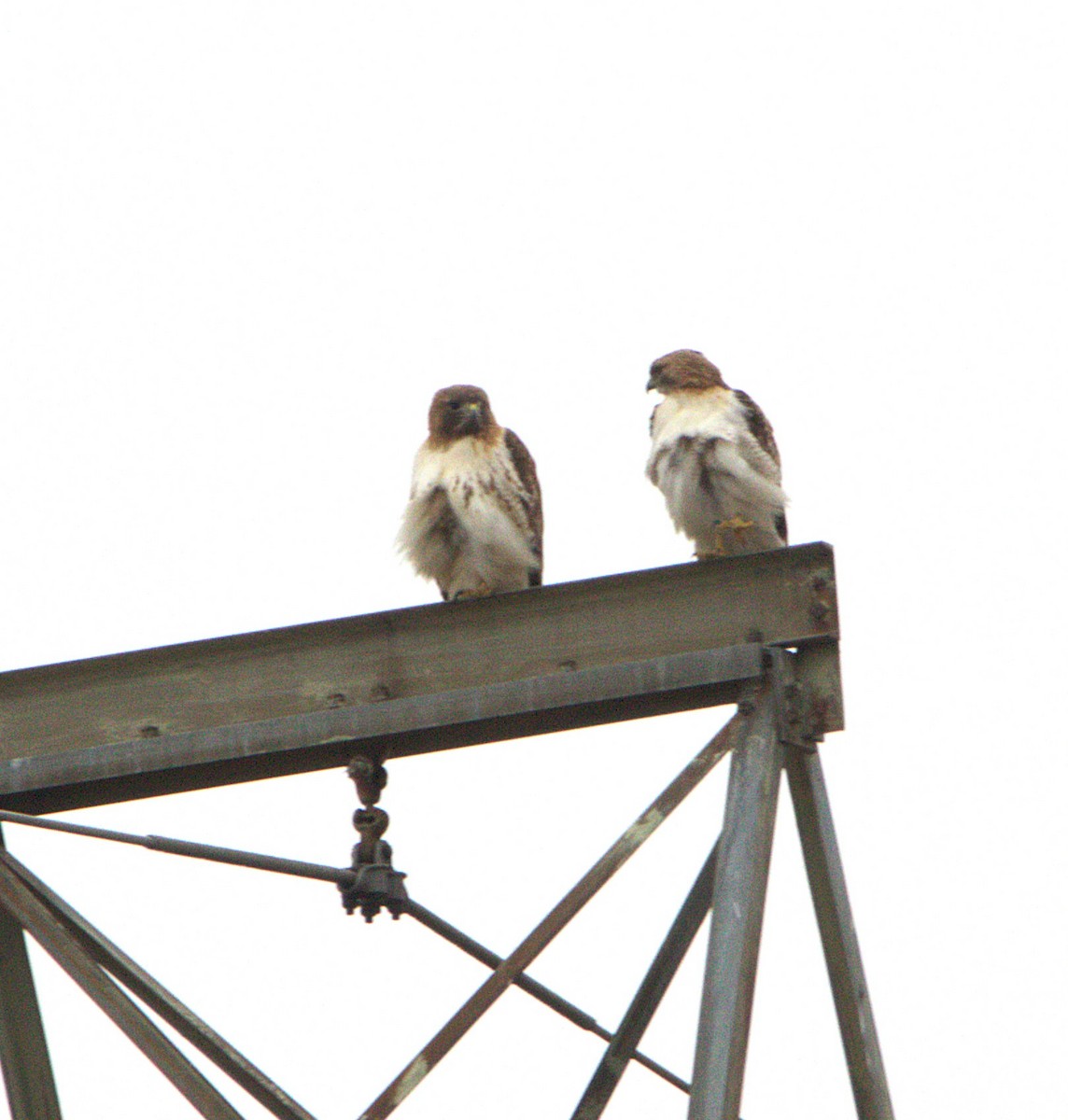 Red-tailed Hawk - ML630453775
