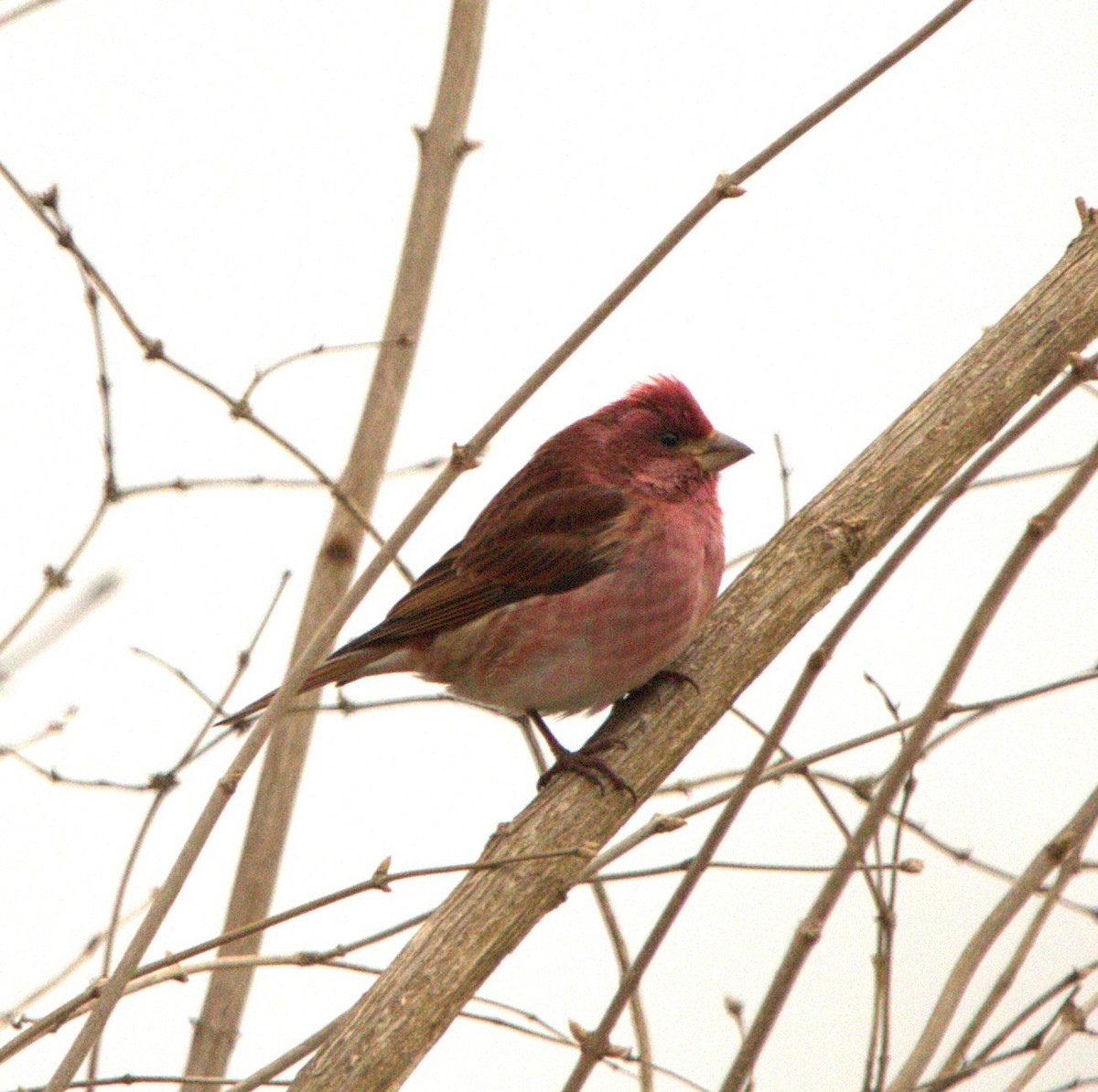Purple Finch - ML630453792
