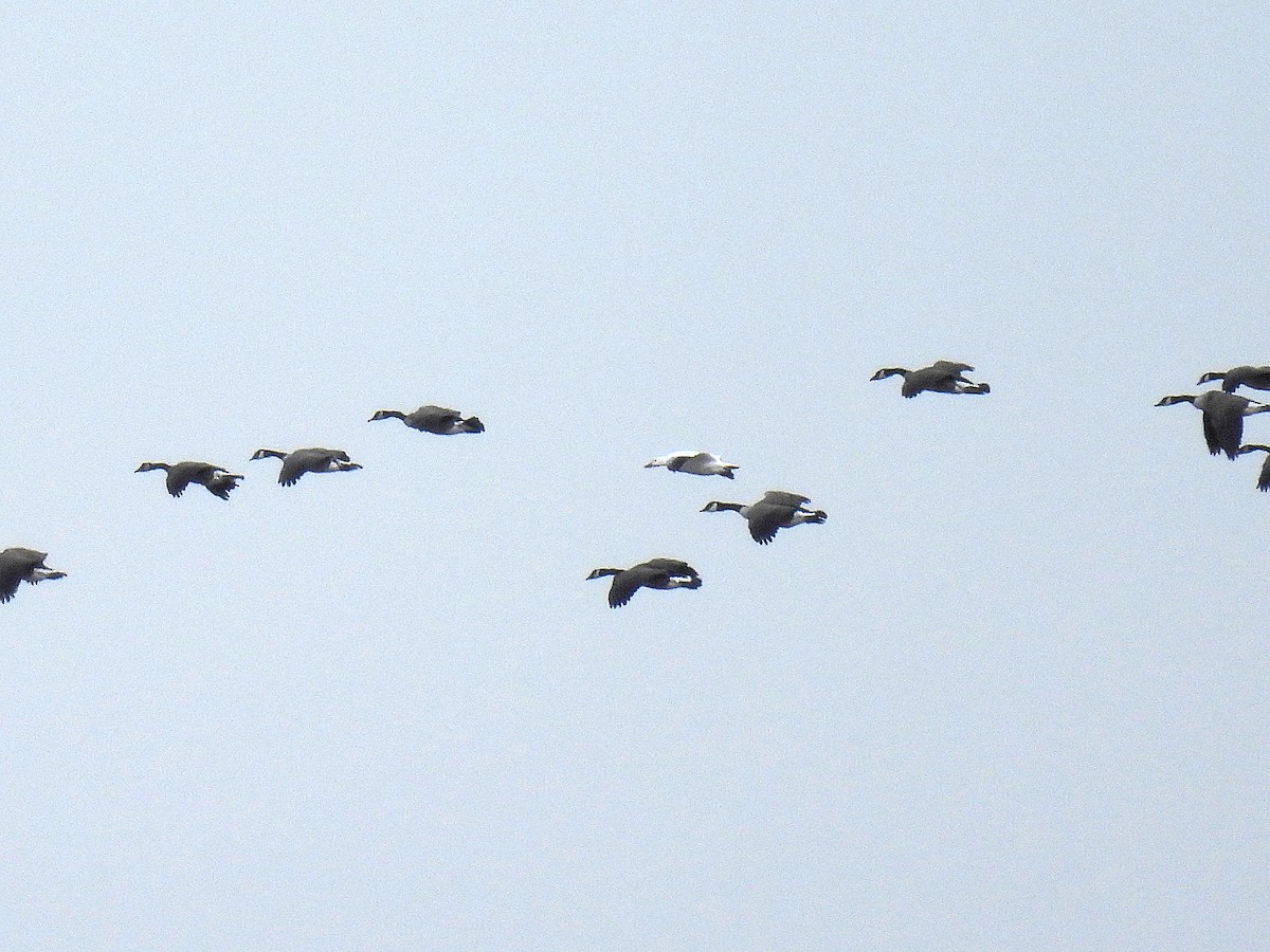 Snow Goose - ML630453802