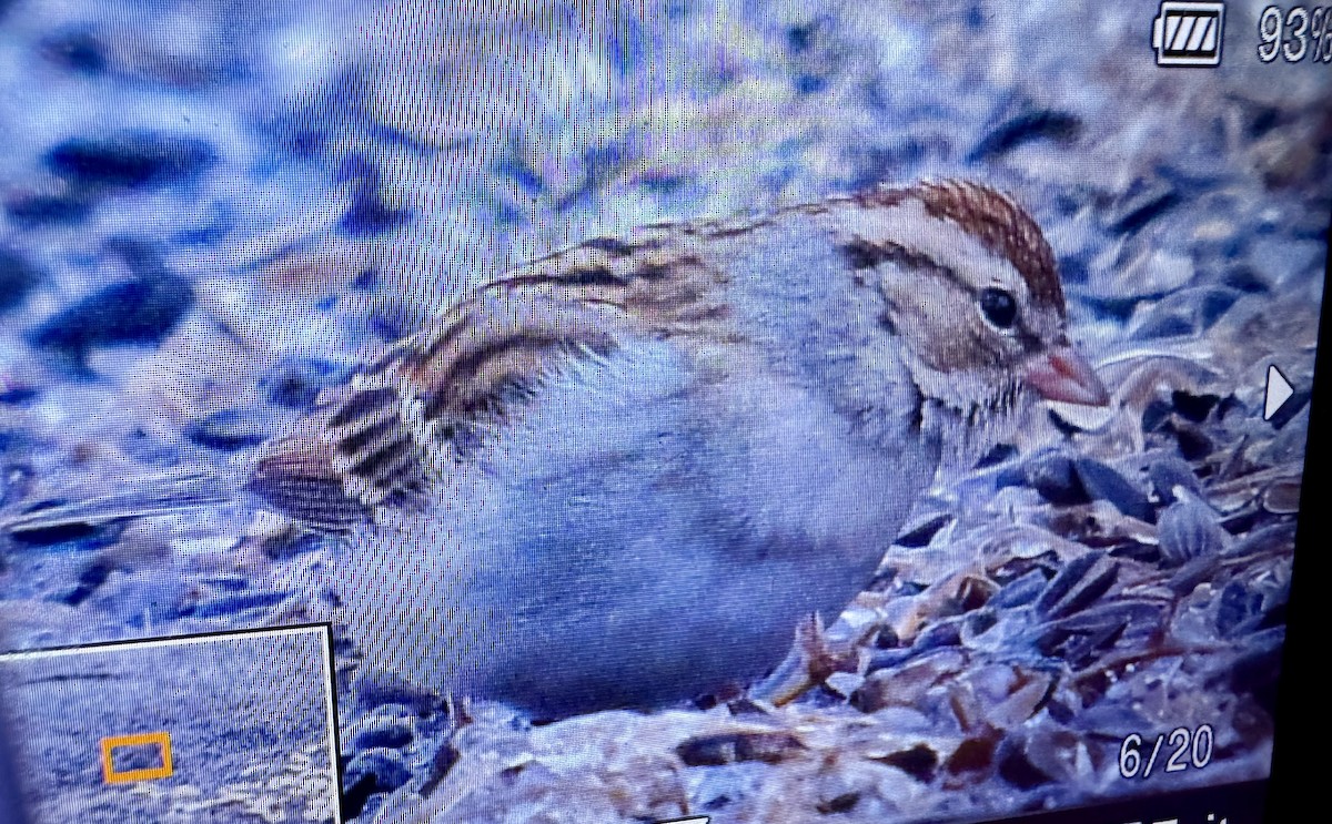 Chipping Sparrow - ML630454019