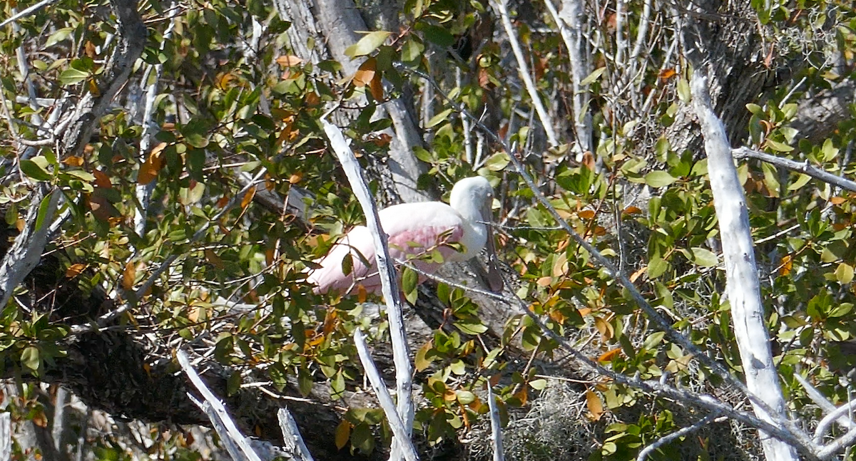 Roseate Spoonbill - ML630454041