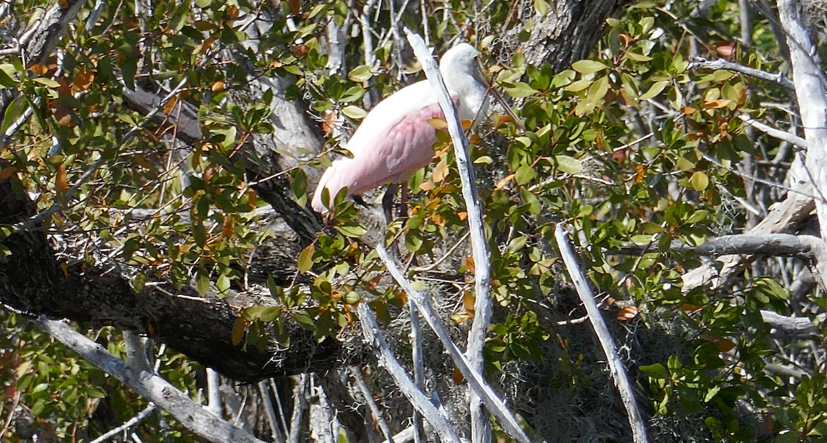 Roseate Spoonbill - ML630454042