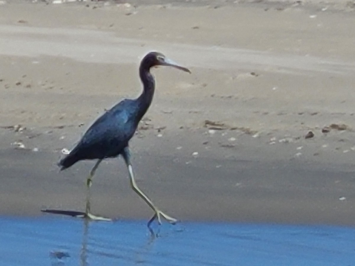 Little Blue Heron - ML630454135