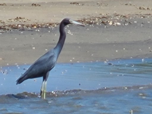 Little Blue Heron - ML630454182