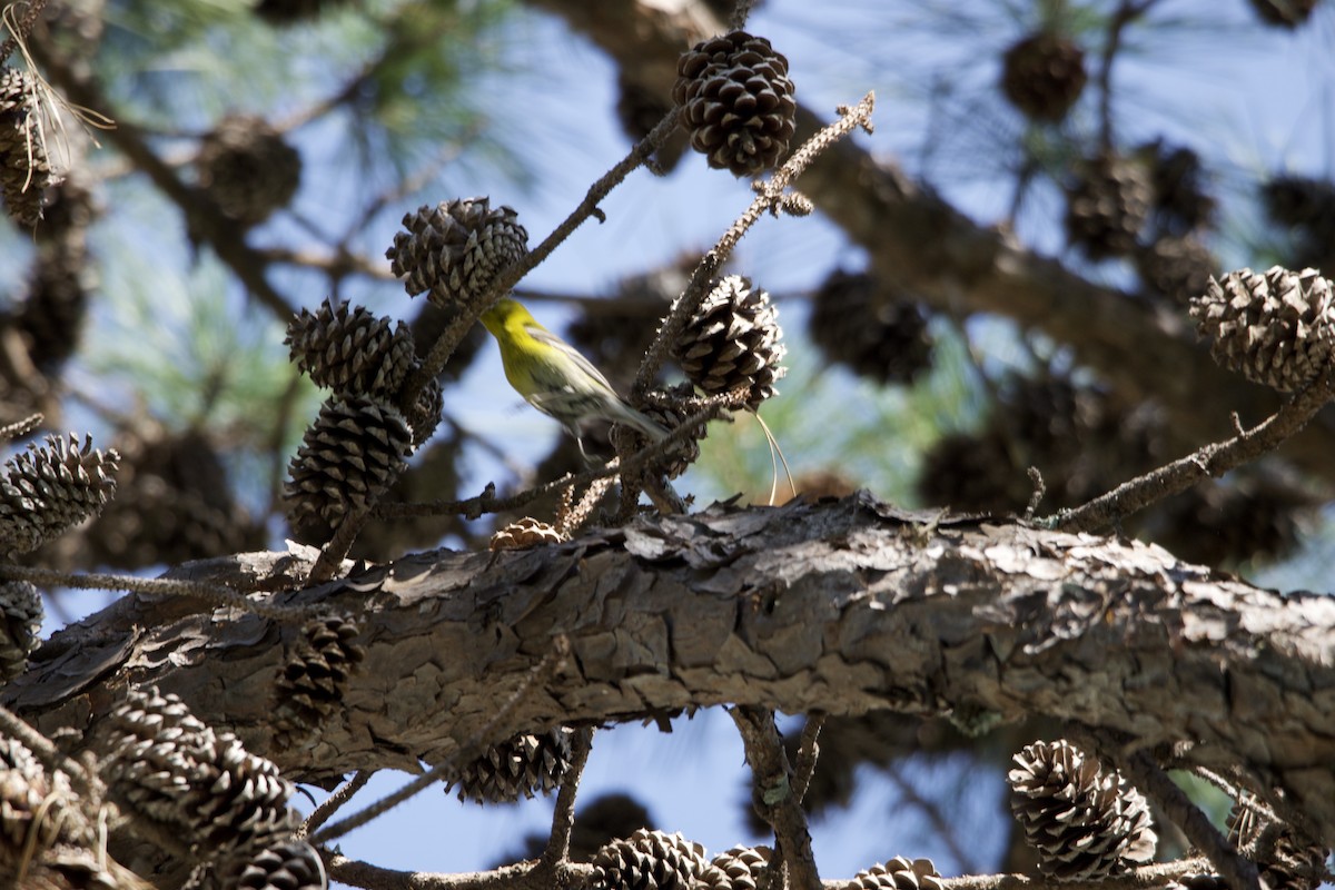 Kiefernwaldsänger - ML630454191