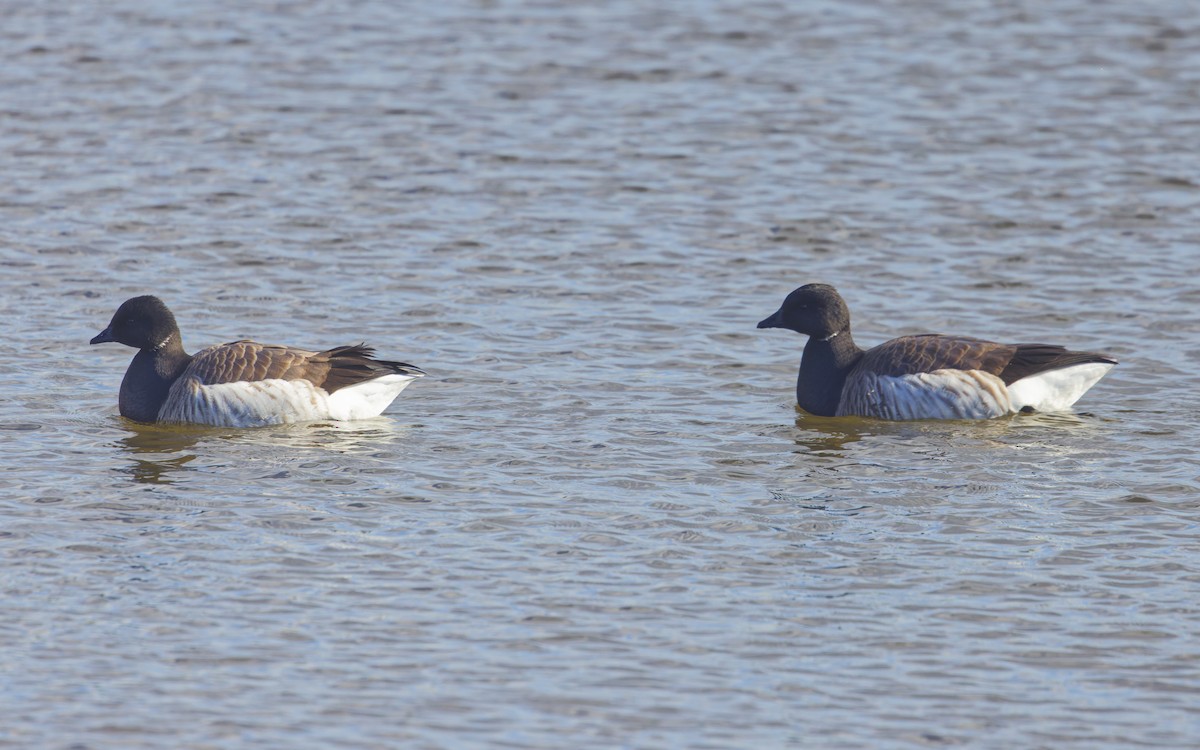 berneška tmavá (ssp. hrota) - ML630454288