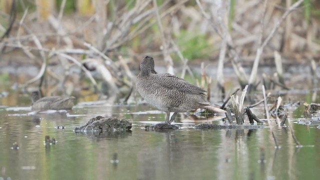 Freckled Duck - ML630454529
