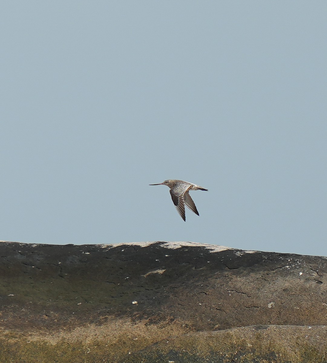 Bar-tailed Godwit - ML630455225