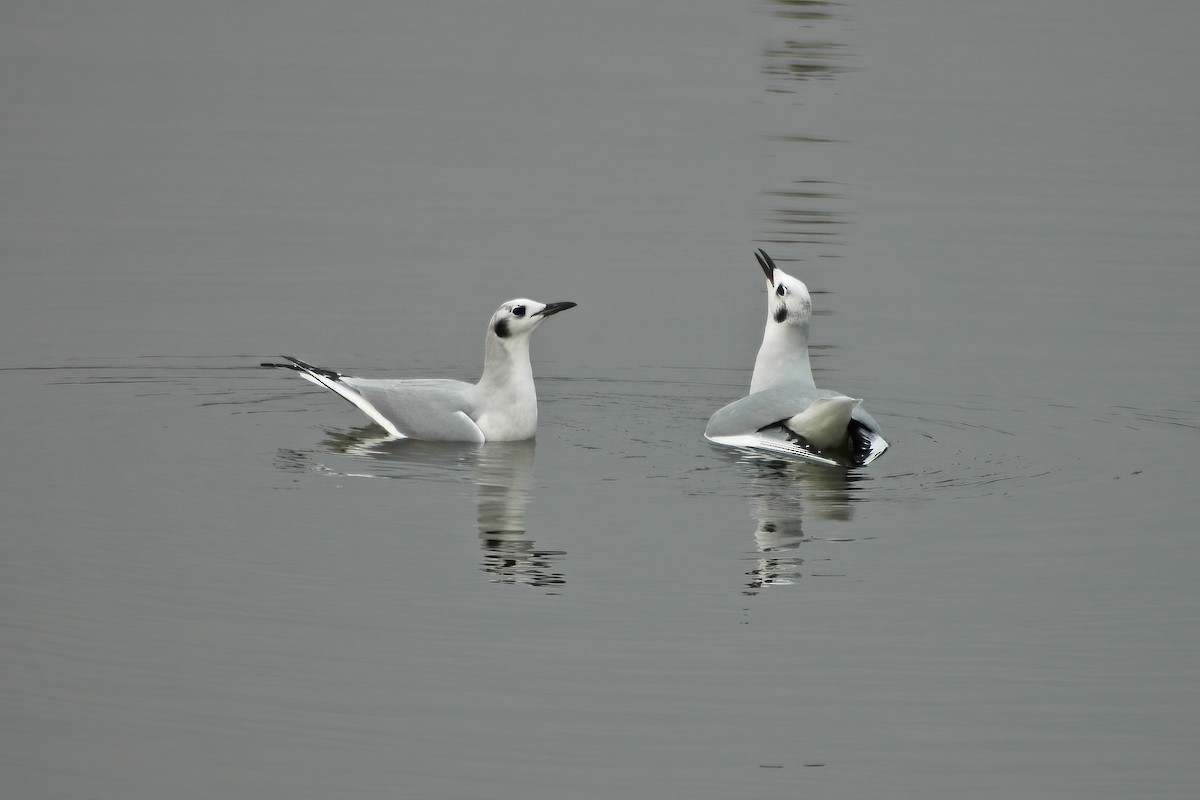 Bonaparte's Gull - ML630455498
