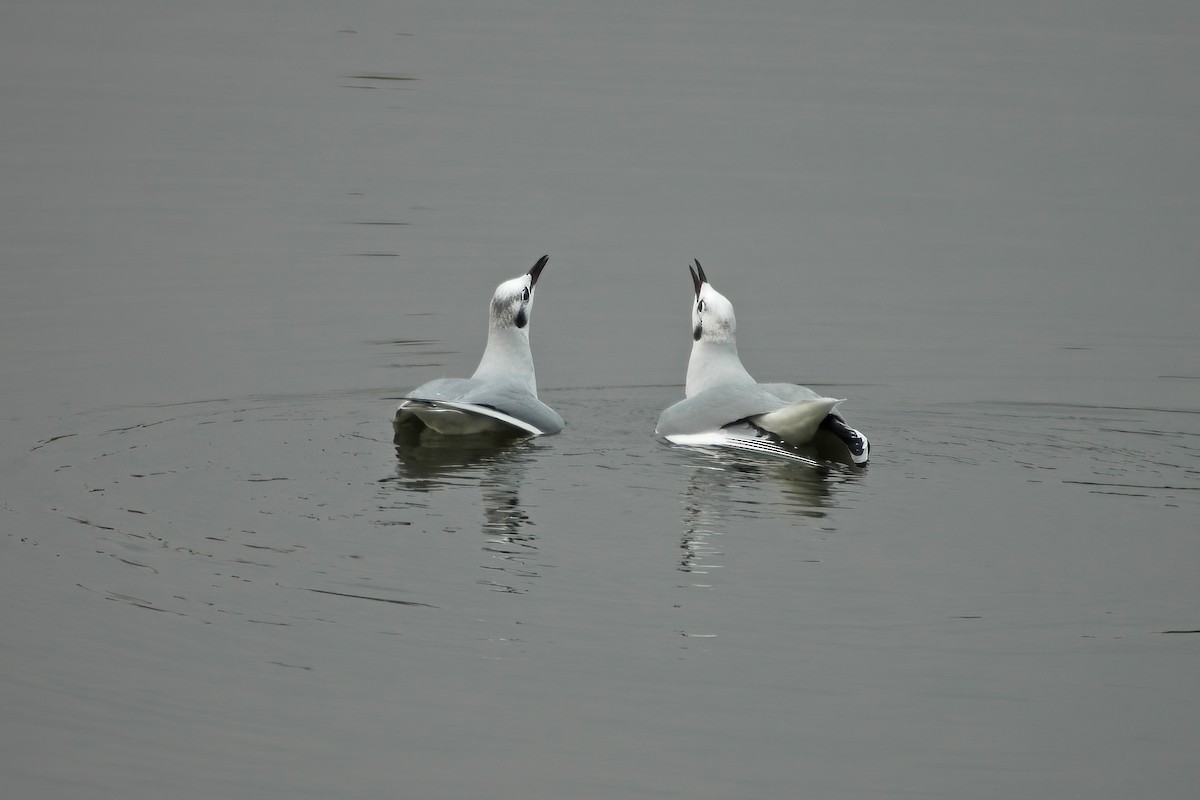 Bonaparte's Gull - ML630455499