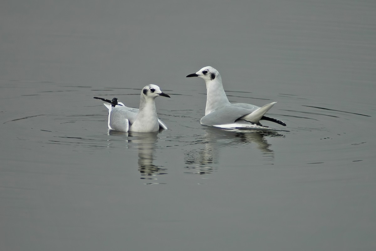 Bonaparte's Gull - ML630455500