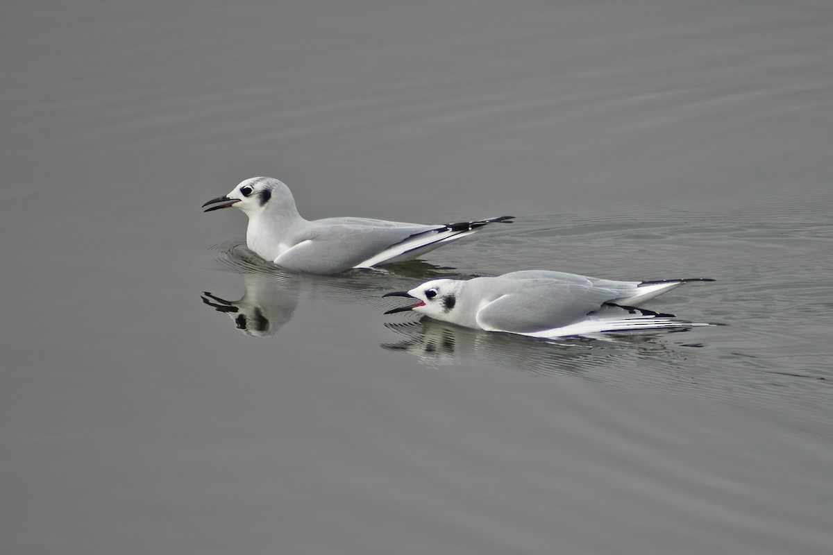 Bonaparte's Gull - ML630455501