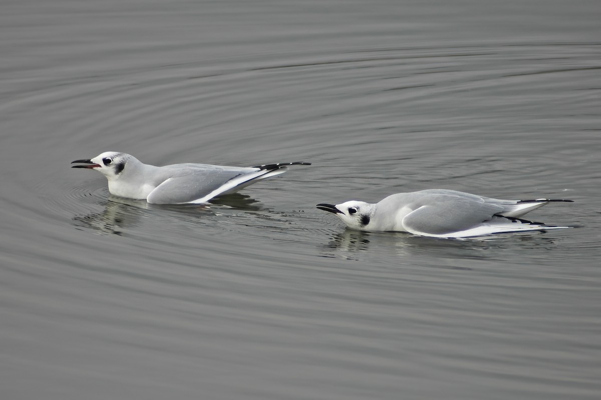 Bonaparte's Gull - ML630455502
