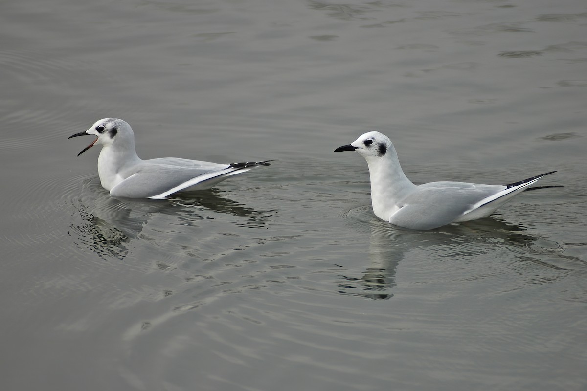 Bonaparte's Gull - ML630455503