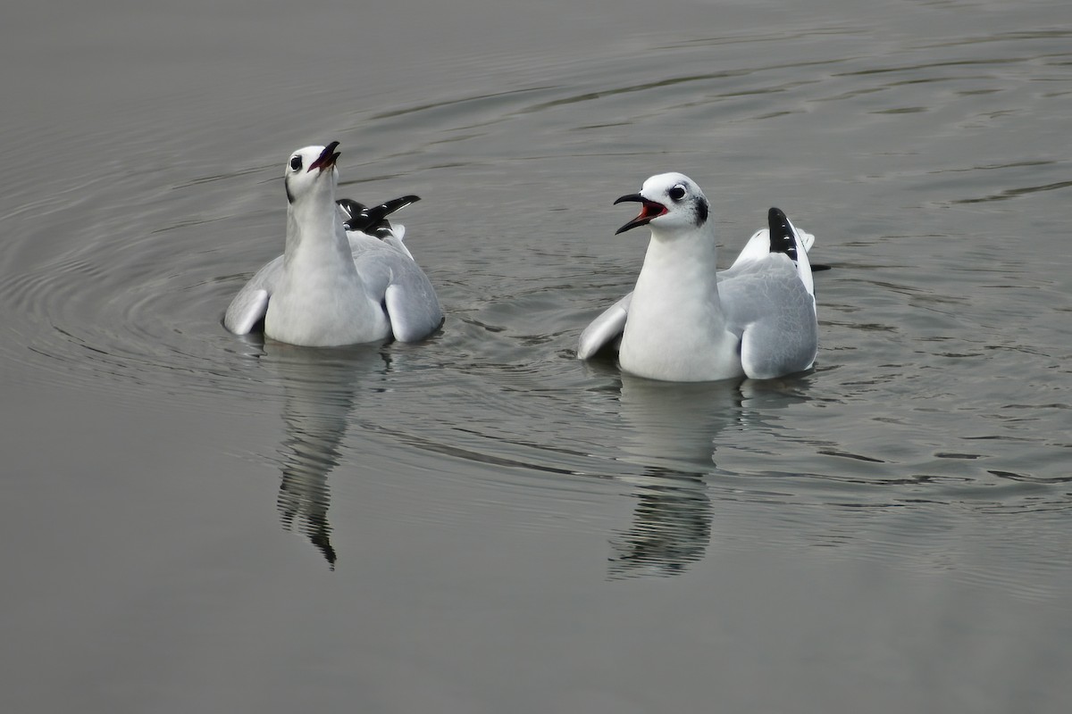 Bonaparte's Gull - ML630455504
