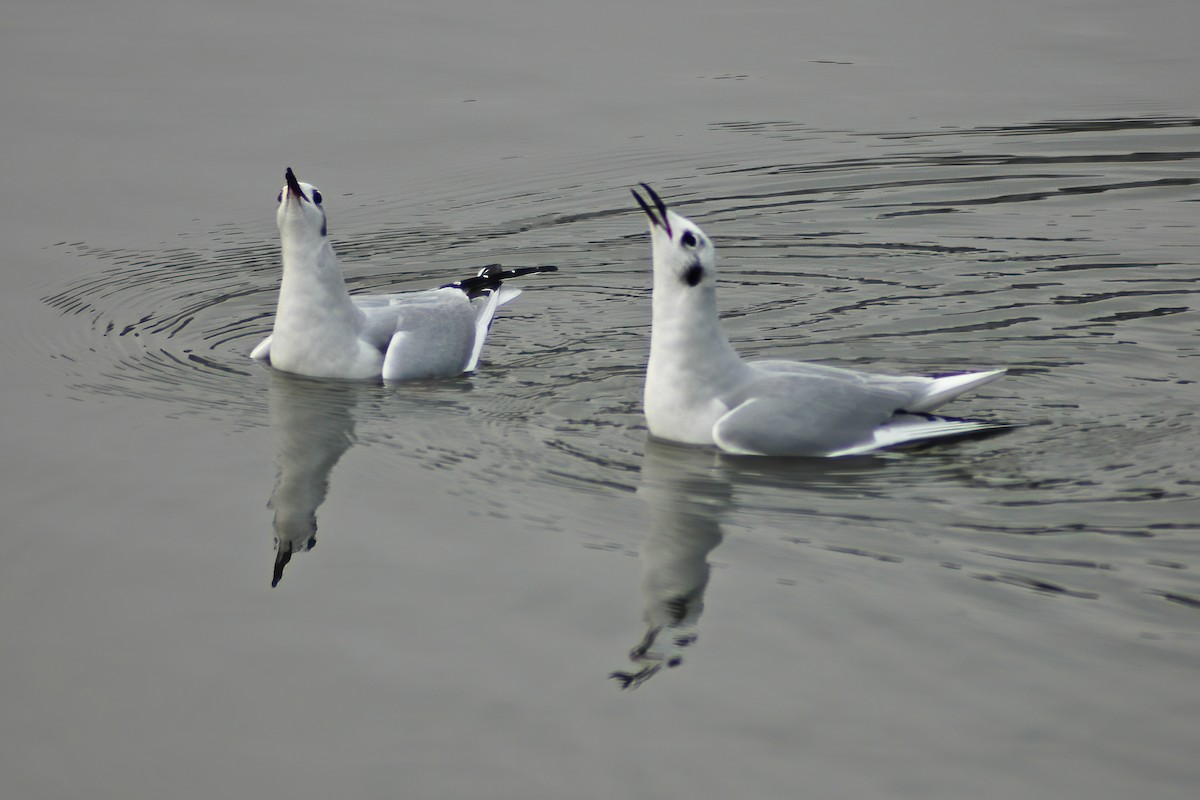 Bonaparte's Gull - ML630455505