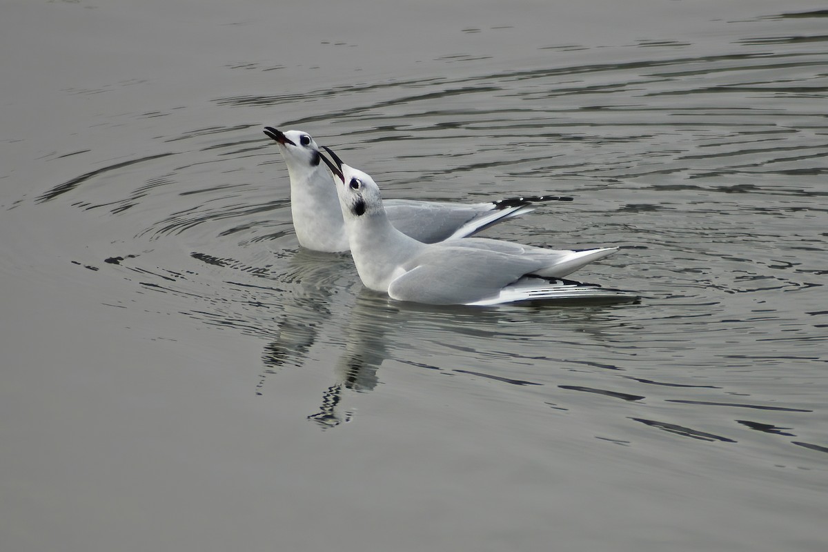 Bonaparte's Gull - ML630455506