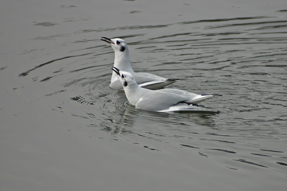 Bonaparte's Gull - ML630455507