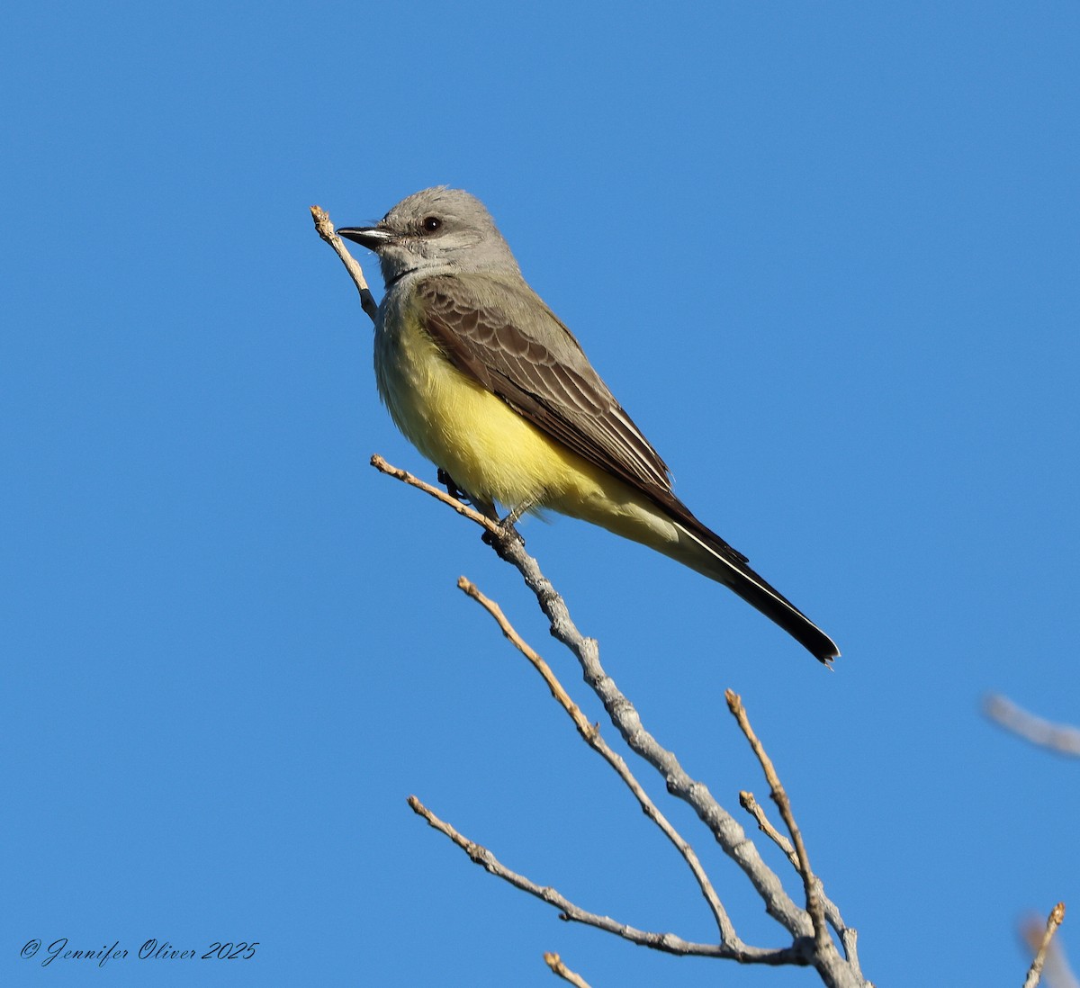 Western Kingbird - ML630455653