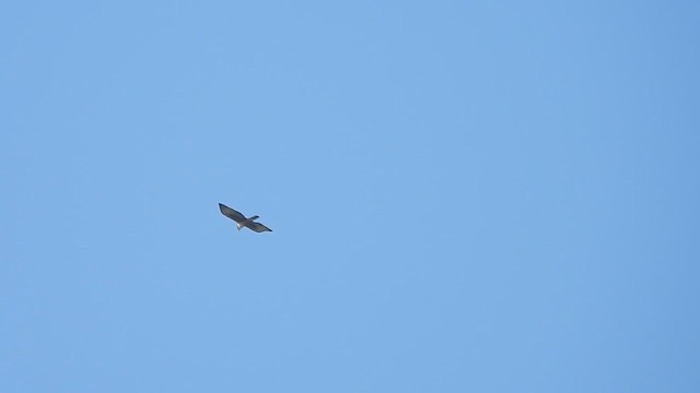 Aigle à ventre roux - ML630455746