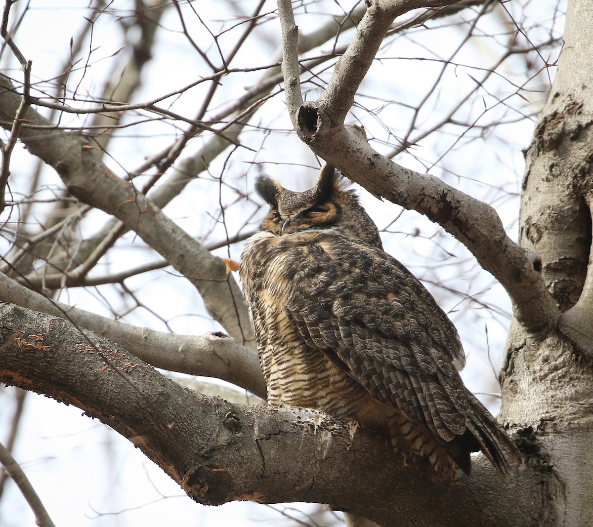 Great Horned Owl - ML630455747