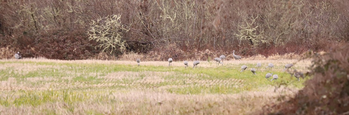 jeřáb kanadský - ML630455750