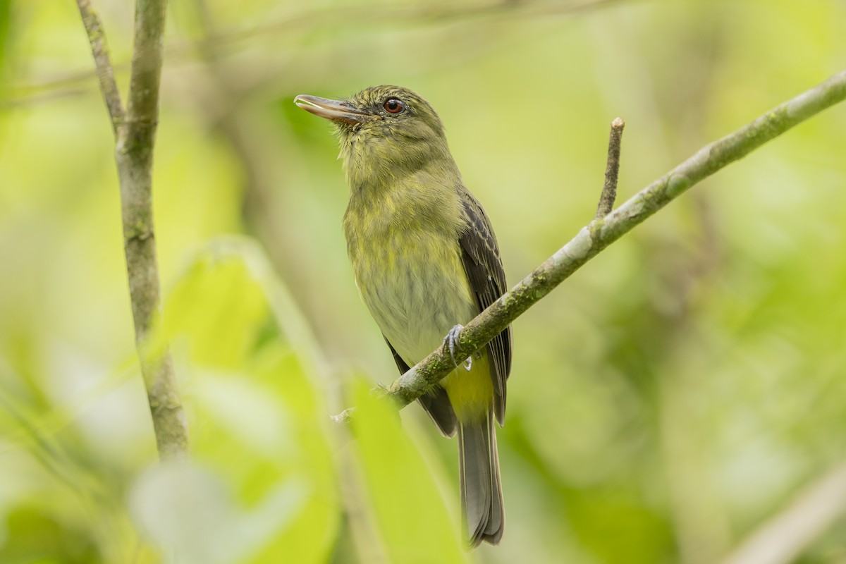 Bright-rumped Attila - ML630455840