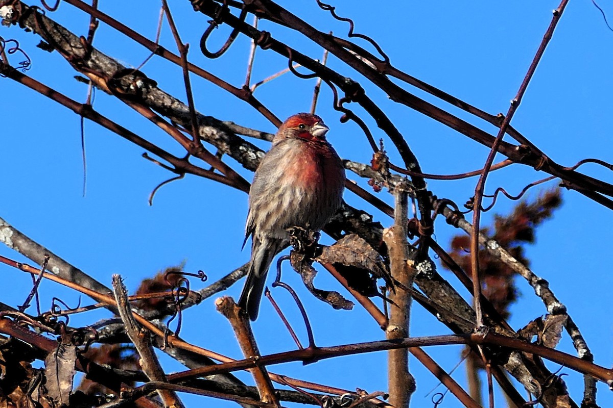 House Finch - ML630456035