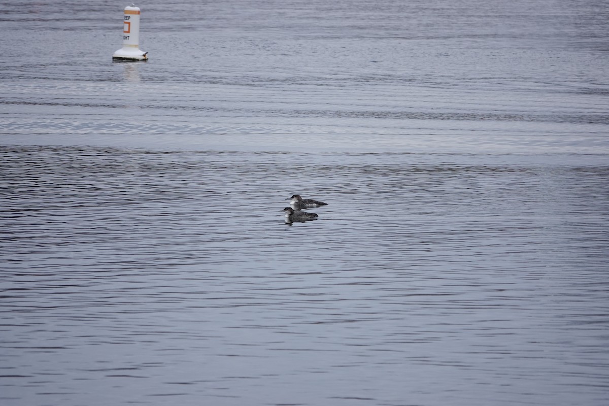 Common Loon - ML630456110