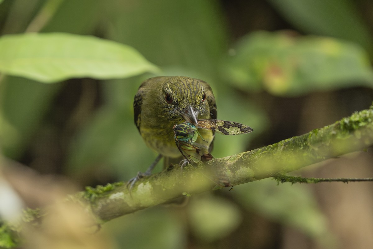 Bright-rumped Attila - ML630456129