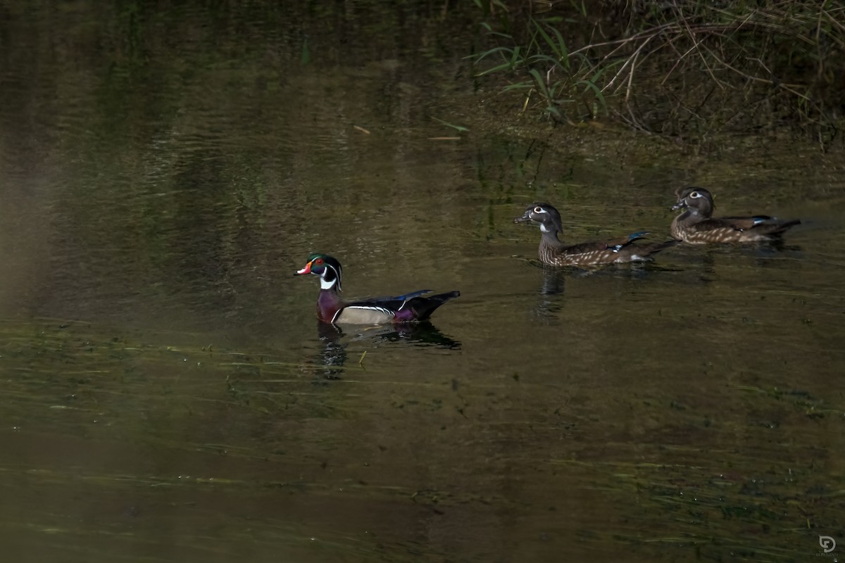 Anatra sposa - ML630456182
