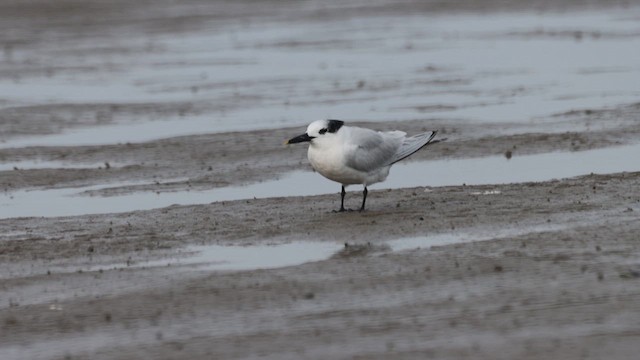 Sandwich Tern - ML630456372